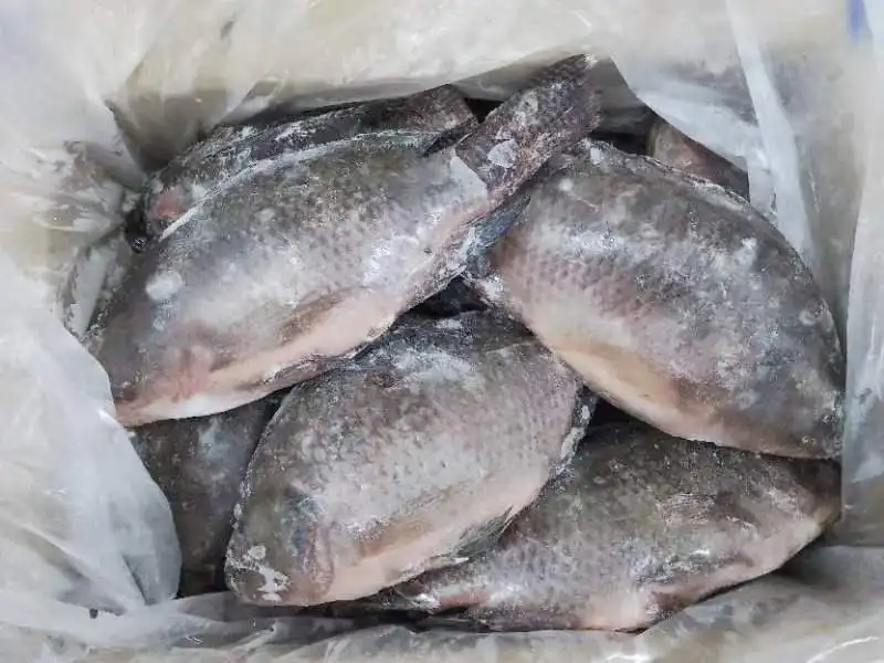 Tilapia Tilapia China Farming Fish Black Tilapia Frozen from China