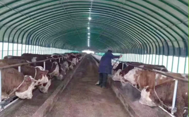 High strength galvanized steel pipe agricultural greenhouse, animal husbandry greenhouse,   cattle / sheep / chickens greenhouse