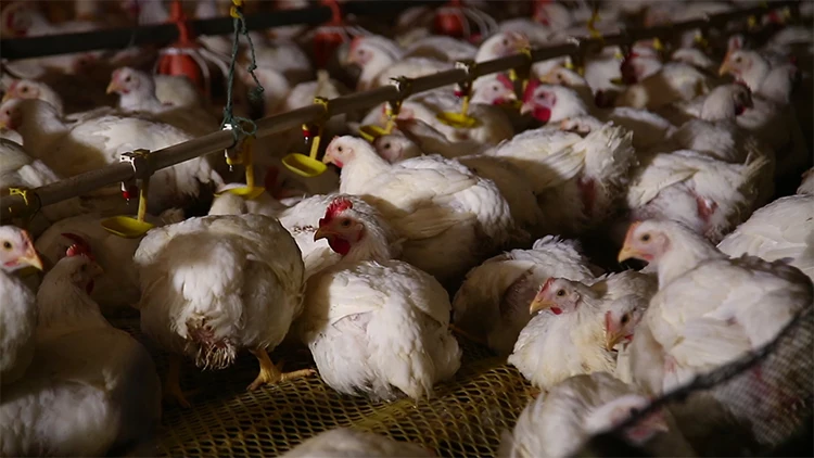 Improve poultry  broiler production performance special animal feed additives