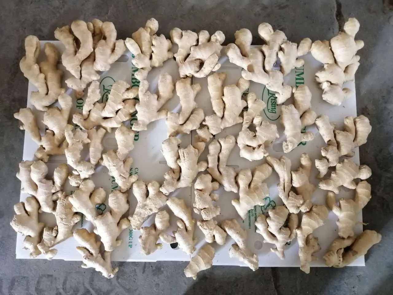 Sinofarm  2022 Wholesale organic fresh king of ginger price export from Shandong China