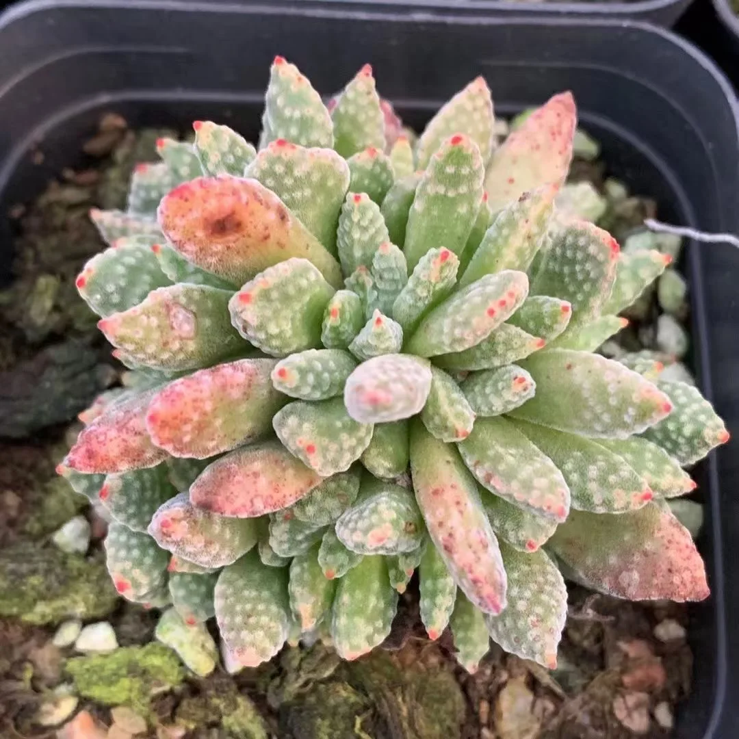 
 Горшок 6,5 см, оптовая продажа, живые суккуленты, растения Crassula Ausensis Subsp Titanopsis, садовые комнатные растения  
