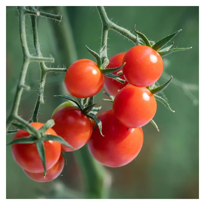 Wholesale health tasty tomatoes shop processing manufacturing