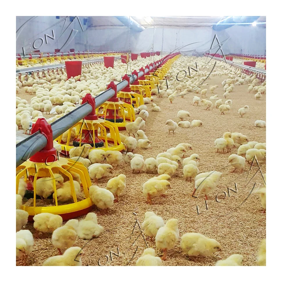 High Quality Low Cost Modern Poultry Farm Chicken House Design