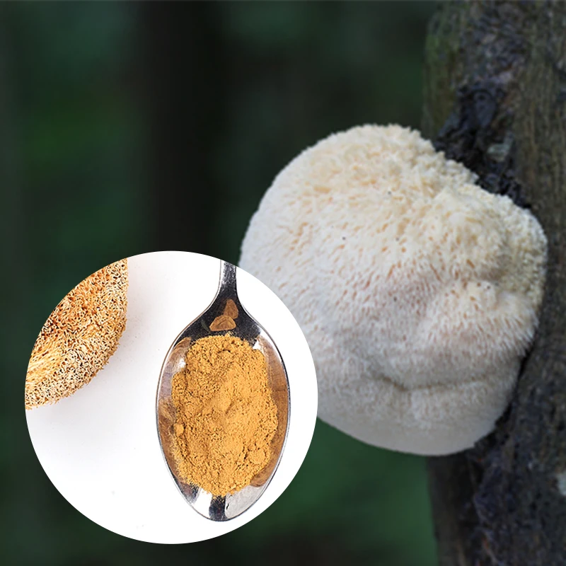 Top Grade Chinese Medicinal Mushroom Extract Lions Mane Powder 100% Organic