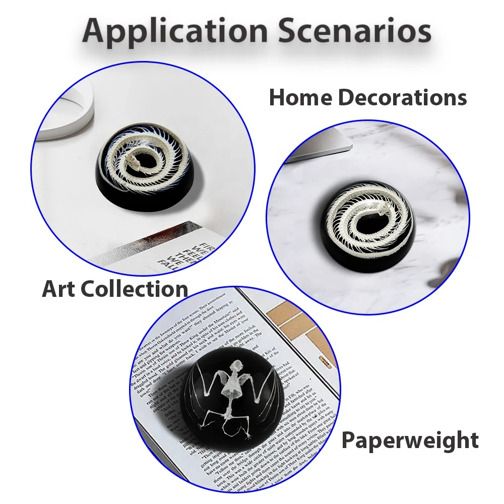 taxidermy specimen manufacturer new design custom crystal clear transparent real snake skeleton resin half dome paperweights