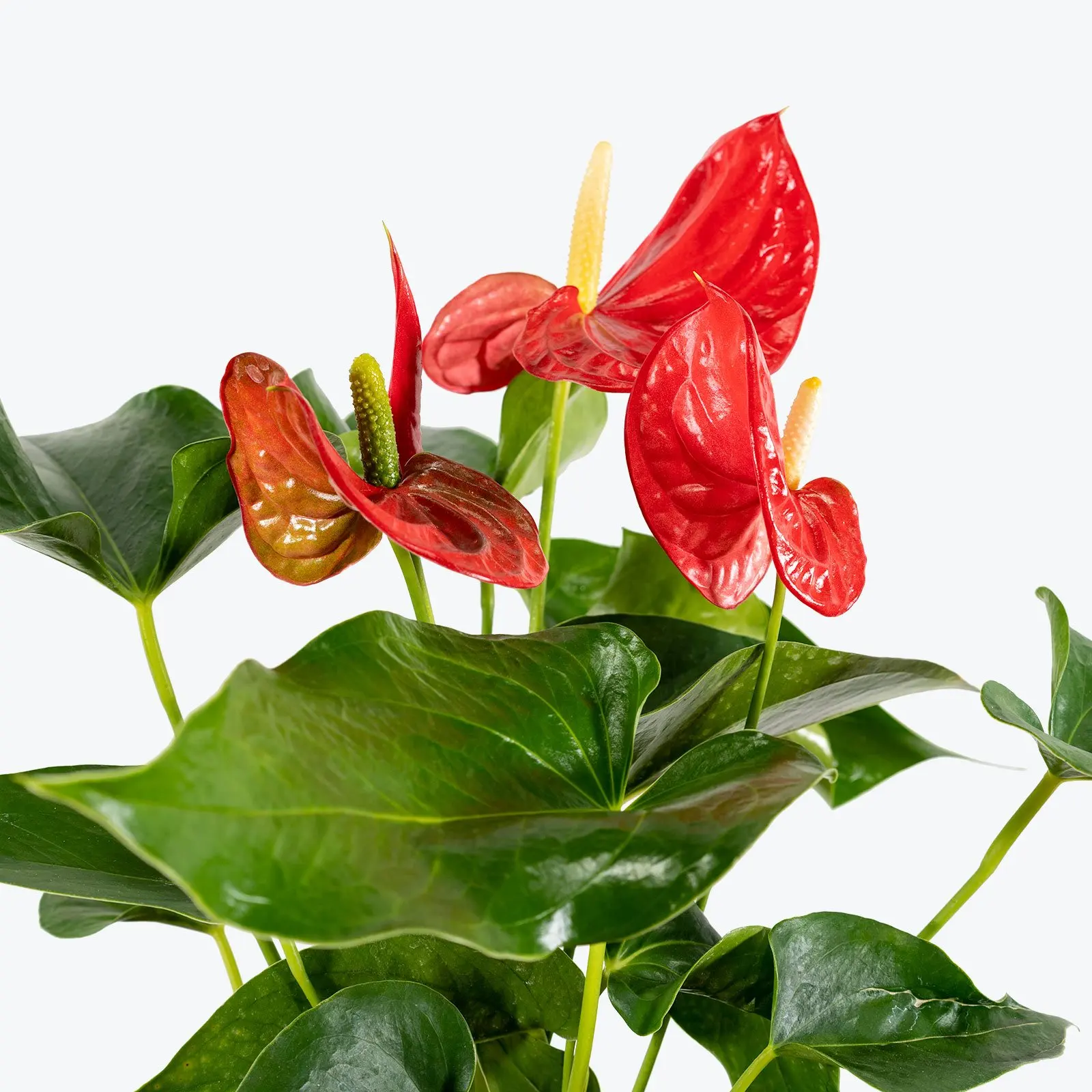 Plant farm tropical foliage natural Anthurium or the Tail Flower Flamingo Laceleaf plants for home
