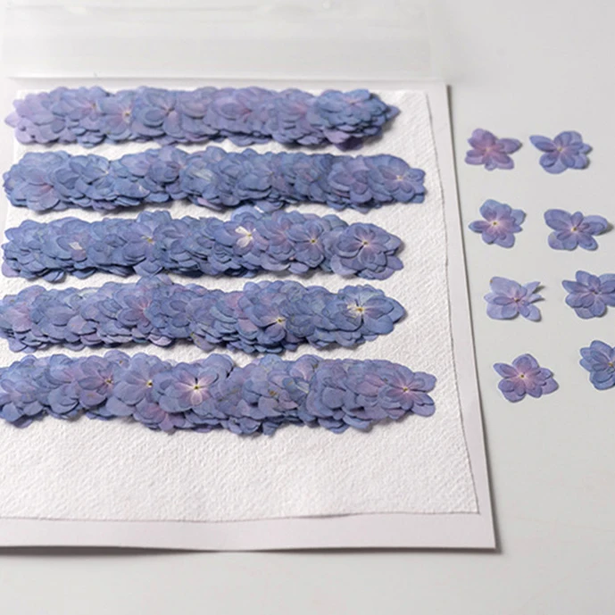 Materials Preserved natural real dry pressed dusty blue leaves Hydrangea flowers for resin wholesale dried pressed flower