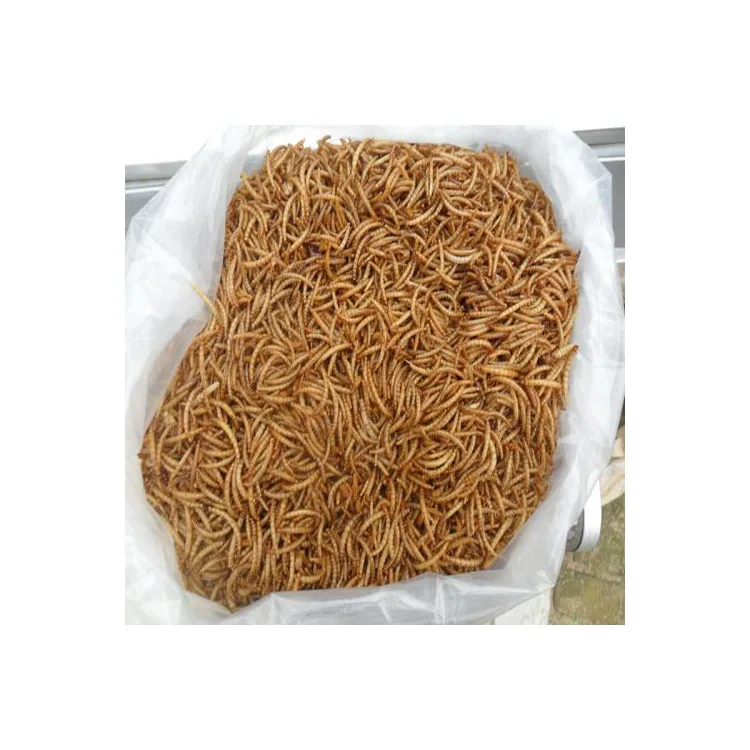 bird feed yellow insect dried mealworms for Bird meal