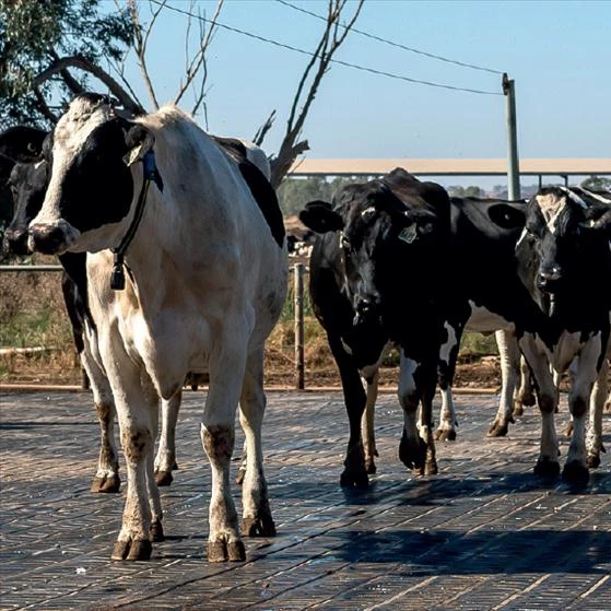 2024 China Manufacturer Hot-Sell Product Rubber Mats High Quality Horse Stable Mat