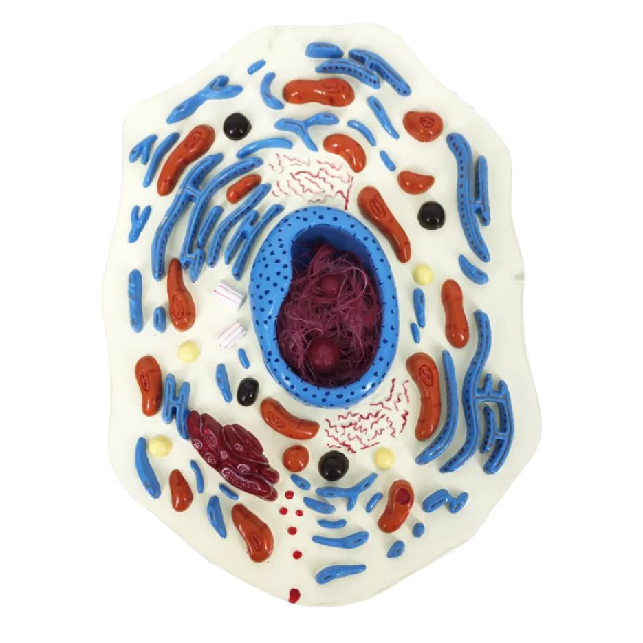 BMN/B054 Anatomical Animal Cell Model Medical Science Biology Model for Schools and Hospitals
