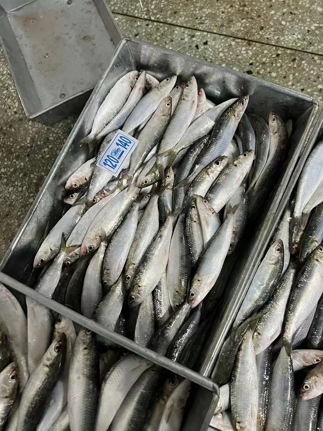 New Landing Good Quality Wholesale Frozen Sardine