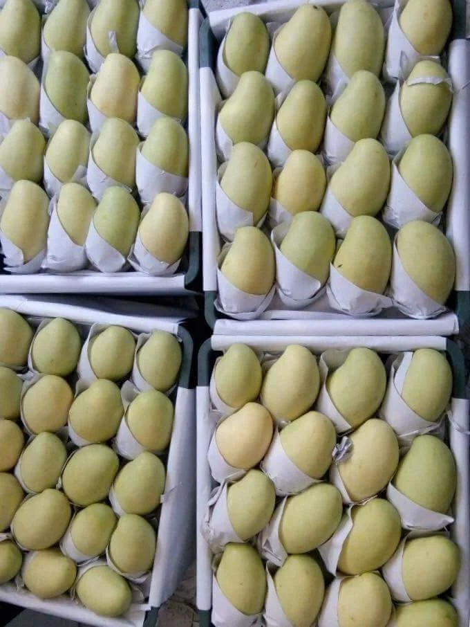 
Have GAP CertificationBest Price The Top Recommend For High Fresh Green Mango Shipping From Vietnam 