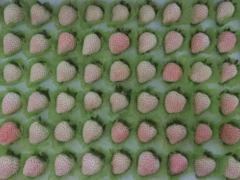 High quality big size tasting wholesale clean sweet strawberry