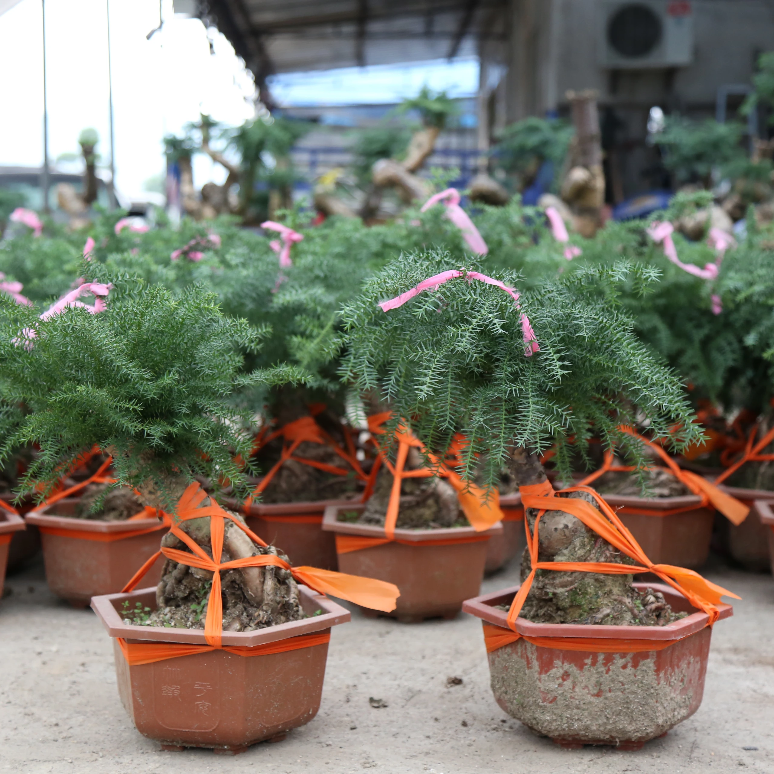 
 Araucaria  Exelsa indoor bonsai  