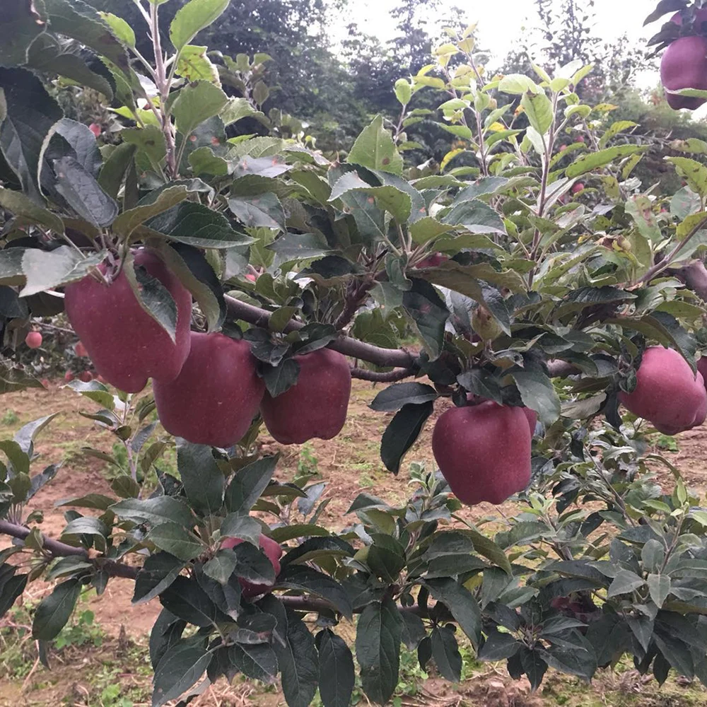 Best Price Exporter Fresh Fruit Huaniu Apple