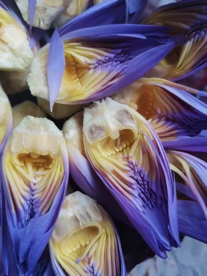 500g China online supply Genuine premium pure dried blue lotus flowers petals cuts and stigma broken parts