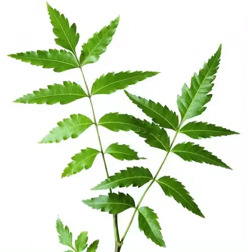 Best Quality Neem Leaves Powder Azardiractha Indica Huile De Neem Indian Lilac Margosa Tree Margousier Nim Leaf No reviews yet