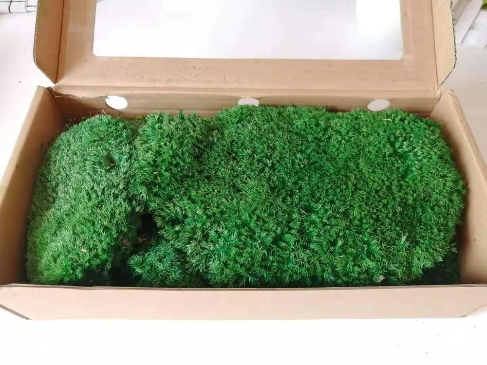 China Factory High Quality Preserved Pole Moss For Wall Decor Home Decor preserved moss