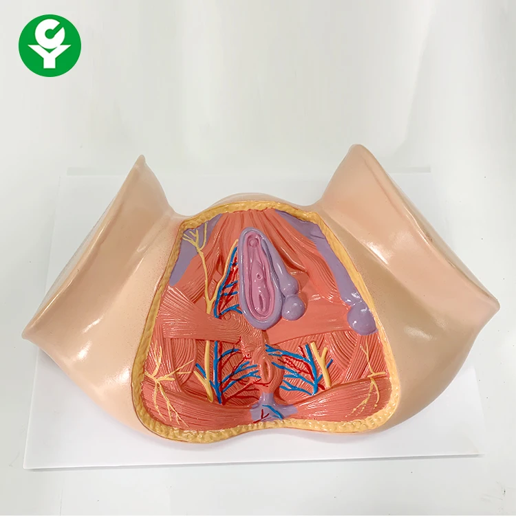 Female Perineum Shallow Muscle Blood Vessels and Nerves Anatomy Model