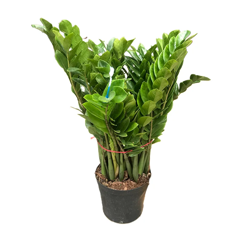 
Home Decoration Indoor house plant Zamioculcas Zamiifolia 