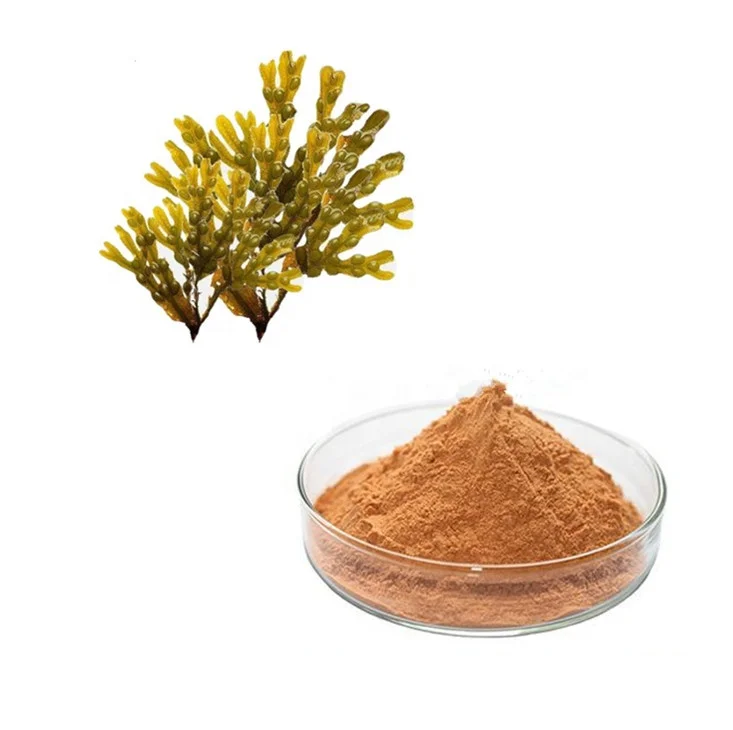 Hot Sale High Quality Kelp Fucus Vesiculosus Extract Pure Fucoxanthin Powder