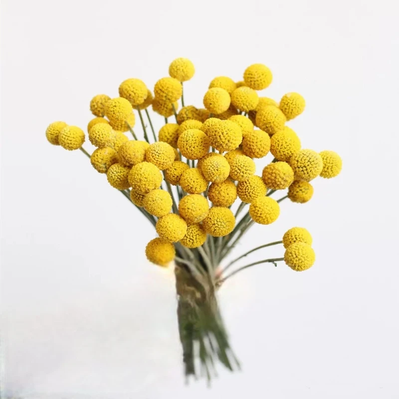 mini pampas dried flower whisk dry flower bouquet thailand