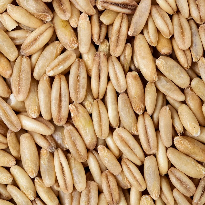 Meal Replacement lose weight Healthy nutritious oat grains for sale