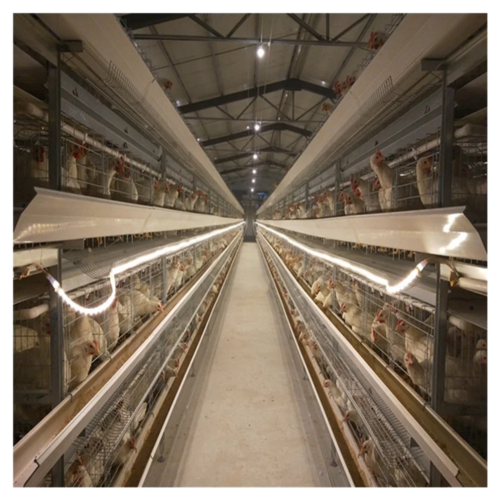 Клетка для курятника для Замбии, клетка для птицефабрики, продажа клетки для цыплят