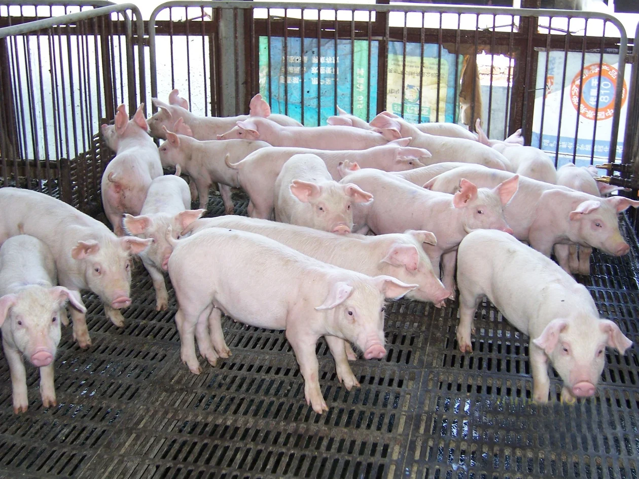 rich in protein amino acid and other nutrients inactive dried yeast powder nutritional yeast