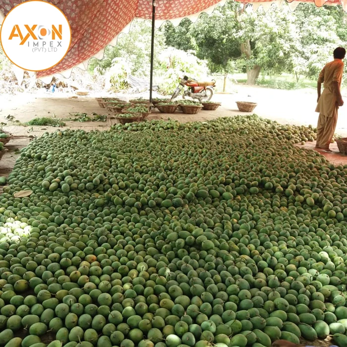 
Fresh From Pakistan Farm Honey Mango - Fresh Fruit 