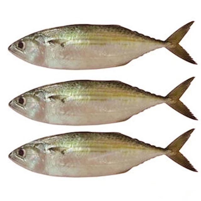 Best Quality fresh indian mackerel whole round Frozen fresh indian mackerel  fish for overseas market