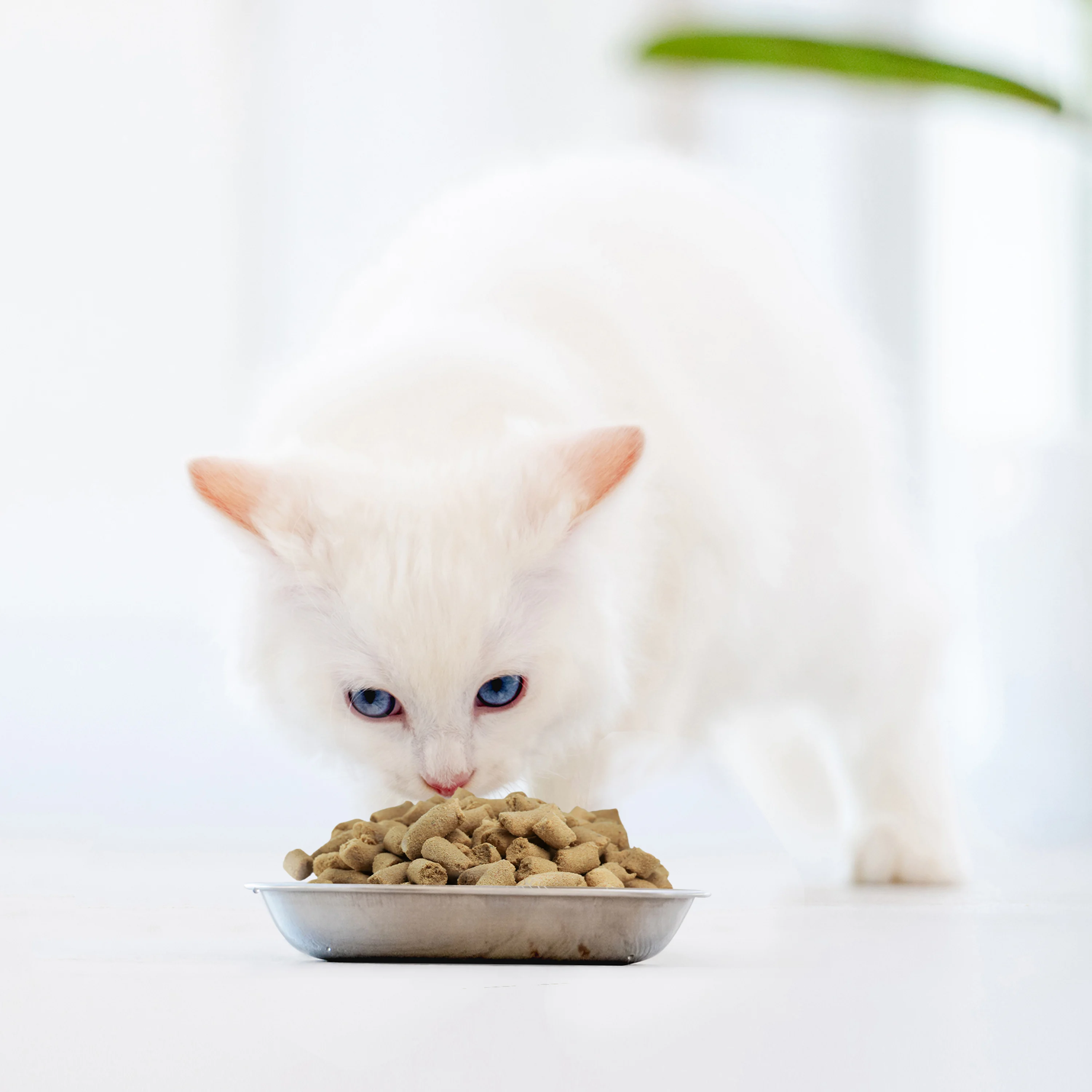 Ranova freeze dried chicken wholesale supplier dry cat dog snacks cat food treats for pet foods