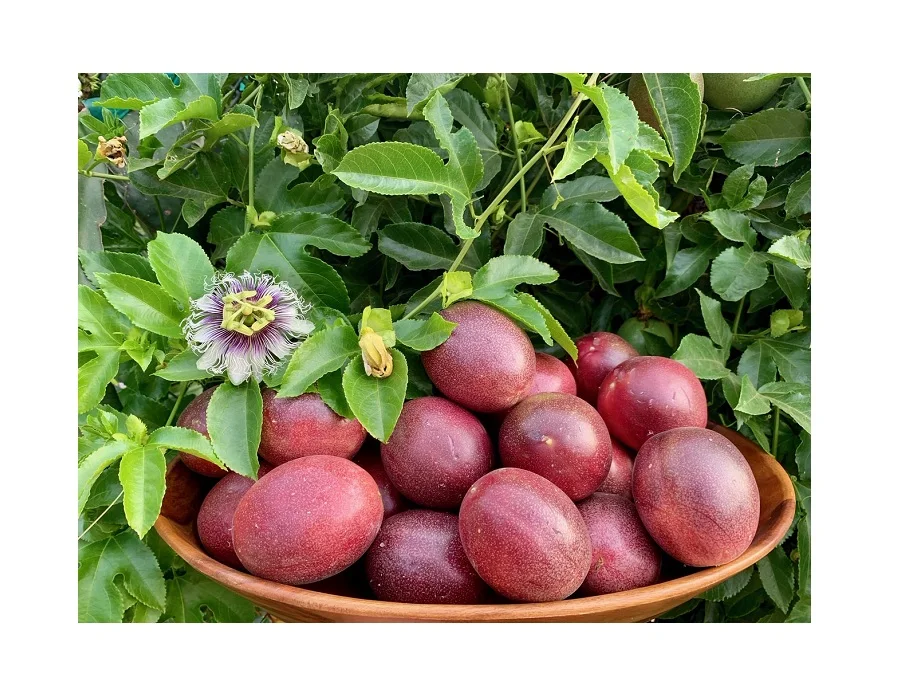 Натуральные Свежие фрукты страсти для ЕС, США, Кореи, Сингапура и т. д.-органические фрукты страсти по низкой цене из Вьетнама