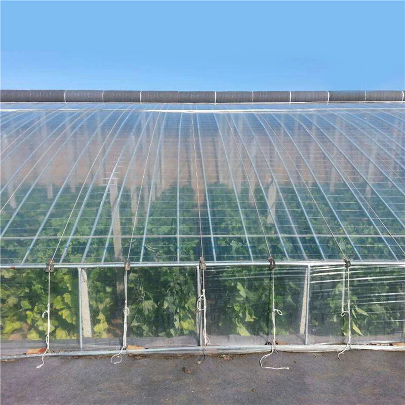 Большая многопролетная Коммерческая теплица для грибов/теплицы строительства