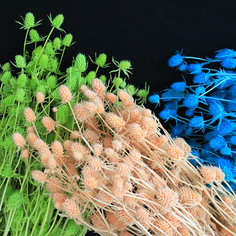 
2021 best popular long lasting flowers dried sea holly flowers in for flower arrangement 