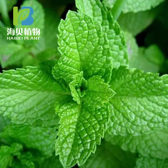 
Menthol Crystal, good quality&low price 