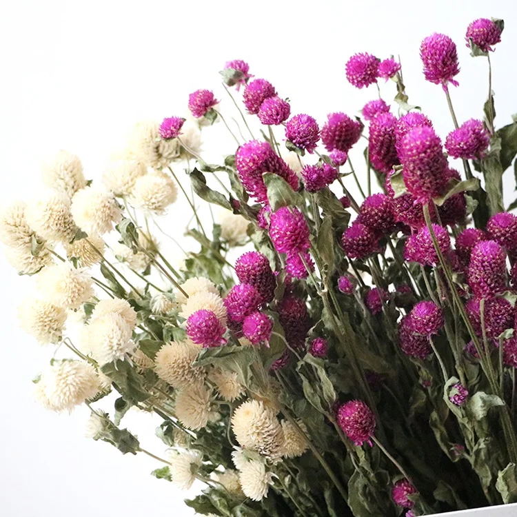 Boho decor 40-50 heads dried natural pink white dried purple Gomphrena globosa flower