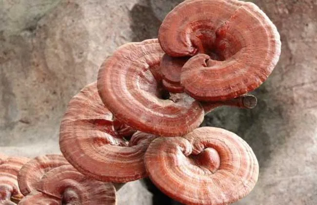 Dried ganoderma lucidum/reishi mushroom; many kinds of mushrooms powder