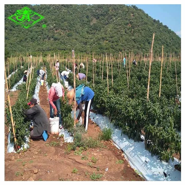 Прямые продажи с завода серебряных блестящих пластиковых Мульч-пленок