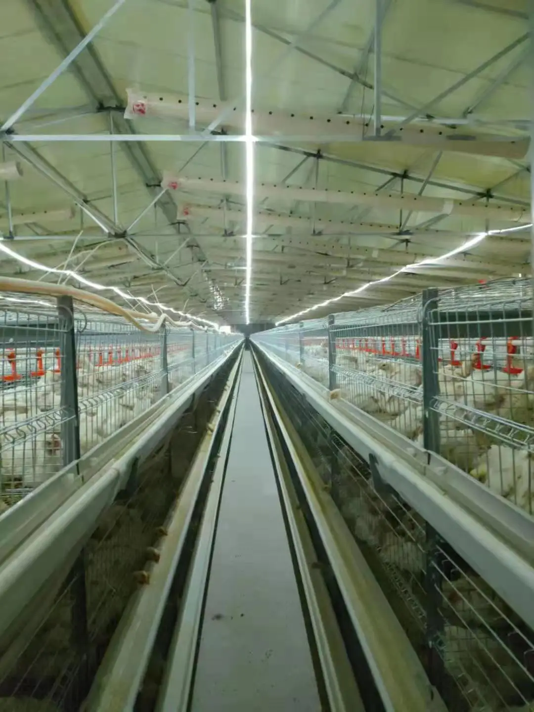 Broiler Cage H Type Broiler Chicken Cage Poultry Feeding System
