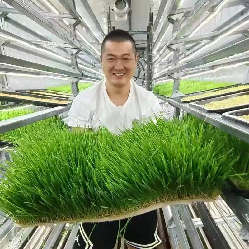 Fully Automatic Hydroponics Fodder System 1000KG Cow Fodder System For Barley Corn Wheat Grass