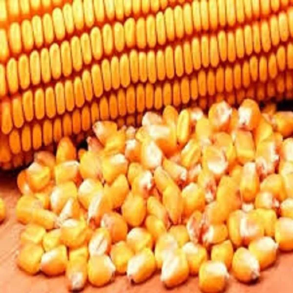 Yellow corn for animal feed