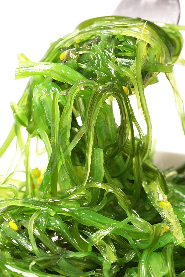 Best quality fresh wakame fresh wakame seaweed