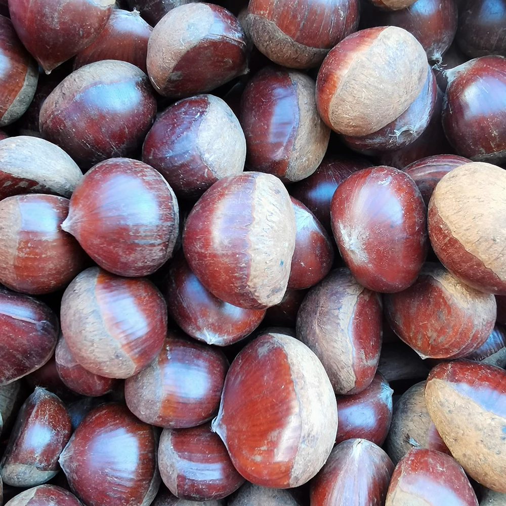 New Fresh Chestnut 40-60pcs/kg Size Chestnut Factory In China
