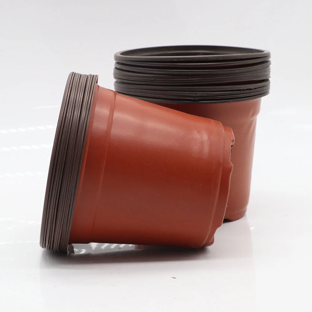 Nursery wholesale Indoor Healthy Root Seeds Grow rust Transplant mini home round 9cm flower