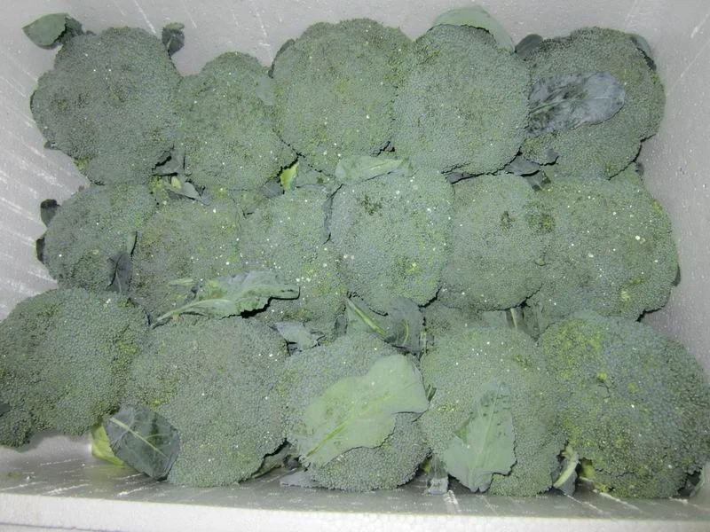 High Quality Vegetable Cauliflower From China Factory for Export