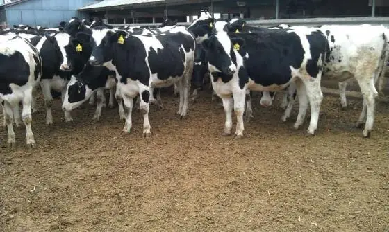  Высокое качество при продаже крупного рогатого скота Hereford holstein angus hereford