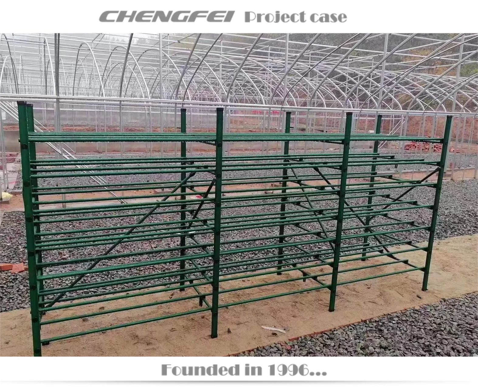 Black Fungus Mushroom Pleurotus Geesteranus Rack Shelf Frame For Greenhouse Use