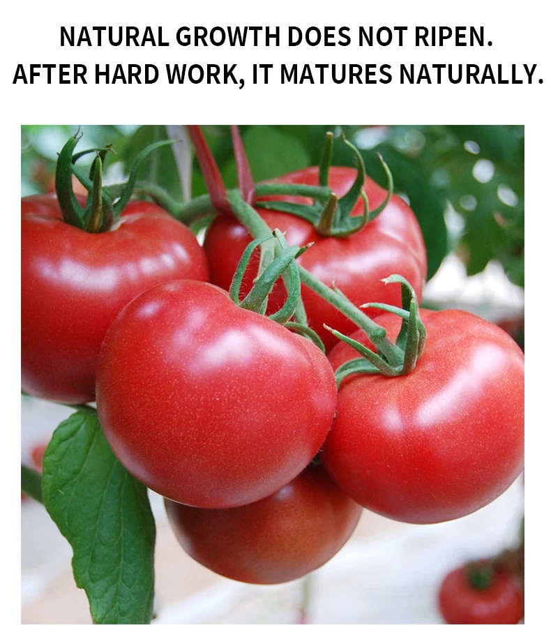 IQF Frozen Bulk Organic Half Tomatoes High Quality 18 30mm Dragon Cherry Red KOSHER Style Storage Cube Packing Sharp Mature Cut