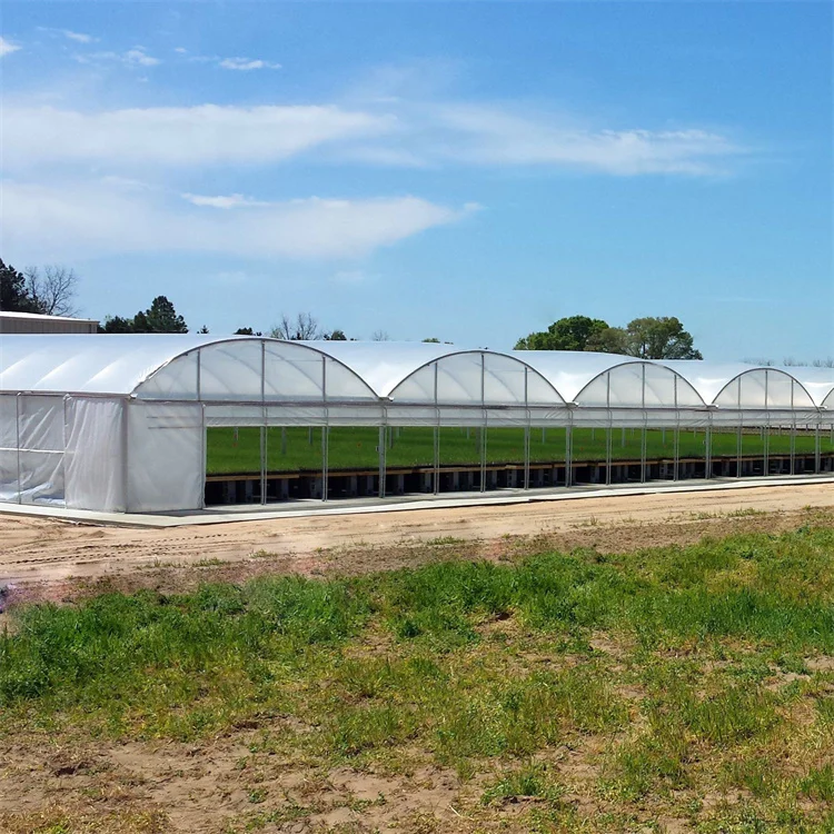 Large multispan automatic rolling side vent round arch tunnel greenhouse